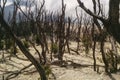 Dead forest of Papandayan Mountain Royalty Free Stock Photo