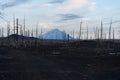 Dead forest on tolbachik Kamchatka