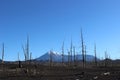 Dead Forest, Tolbachik volcano Royalty Free Stock Photo
