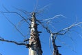 Dead Forest, Tolbachik volcano Royalty Free Stock Photo