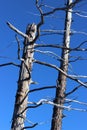 Dead Forest, Tolbachik volcano Royalty Free Stock Photo