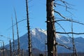 Dead Forest, Tolbachik volcano Royalty Free Stock Photo