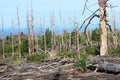 Dead Forest, Tolbachik volcano