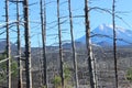 Dead Forest, Tolbachik volcano Royalty Free Stock Photo