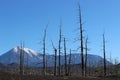 Dead Forest, Tolbachik volcano Royalty Free Stock Photo