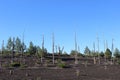 Dead Forest, Tolbachik volcano Royalty Free Stock Photo