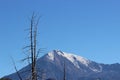 Dead Forest, Tolbachik volcano Royalty Free Stock Photo