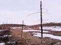 Dead forest Royalty Free Stock Photo
