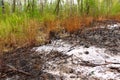 Dead forest after wildfire. Burnt woods and tree in the forest after fire. Large wildfire on the mountain burn woods in Royalty Free Stock Photo