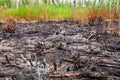 Dead forest after wildfire. Burnt woods and tree in the forest after fire. Large wildfire on the mountain burn woods in the forest Royalty Free Stock Photo