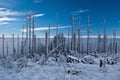 Dead forest in winter Beskid Slaski mountains in Poland