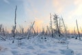 Dead forest in winter in Siberian taiga