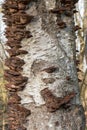 Dead fruiting bodies of Smoky bracket on dead stem of Birch