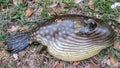 Dead fugu fish