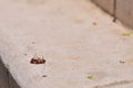 Dead German cockroach Blattella germanica on stone stairs