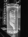 Dead giant isopod in glass tube