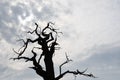 Dead giant old oak tree Royalty Free Stock Photo