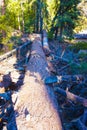 Dead Gigantic pine trees in Sequoia National Park.