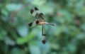 A dead golden yellow color skimmer dragonfly hanging on a spider web Royalty Free Stock Photo