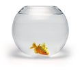 Dead Goldfish Bowl Royalty Free Stock Photo