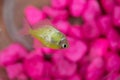 Dead goldfish in aquarium