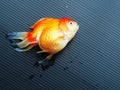 Dead goldfish on black background