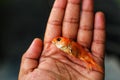 Dead goldfish in hand in nice blurred background HD