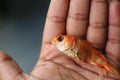 Dead goldfish laying on palm hd