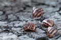 dead grape snails on cracked earth