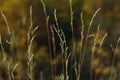 Dead grass Royalty Free Stock Photo