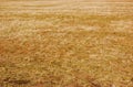 Dead Grass Royalty Free Stock Photo