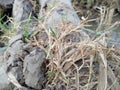dead grass due to exposure to high doses of pesticides