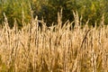 Dead grass in the field Royalty Free Stock Photo