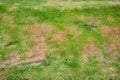 Dead grass top view of the nature background. patch is caused by the destruction of fungus Rhizoctonia Solani grass leaf change fr Royalty Free Stock Photo