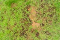 Dead grass top view of the nature background. texture of Green and brown patch. grass texture the lack of lawn care and Royalty Free Stock Photo