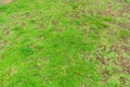 Dead grass top view of the nature background. texture of Green and brown patch. grass texture the lack of lawn care and Royalty Free Stock Photo