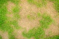 Dead grass top view of the nature background. texture of Green and brown patch. grass texture the lack of lawn care and maintenanc Royalty Free Stock Photo