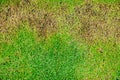 Dead grass top view wallpaper nature background texture Green and brown patch grass texture the lack of lawn care and maintenance Royalty Free Stock Photo