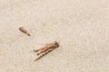 Dead grasshopper on sand Royalty Free Stock Photo