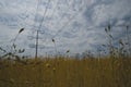The dead grasslands under the power lines Royalty Free Stock Photo
