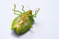 Dead Green flying bug called percevejo Royalty Free Stock Photo