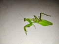 Dead Green locust aka grass hopper Royalty Free Stock Photo