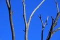 DEAD GREY BRANCHES AGAINST BLUE SKY Royalty Free Stock Photo