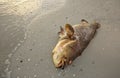 Dead grouper on the beach Royalty Free Stock Photo