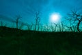 Dead gum trees silhouetted and back-lity bt sun filtered by light cloud Royalty Free Stock Photo