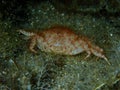 Dead hairy crab or bristly crab, bristly xanthid crab (Pilumnus hirtellus) undersea, Aegean Sea, Greece, Halkidiki