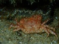 Dead hairy crab or bristly crab, bristly xanthid crab (Pilumnus hirtellus) undersea, Aegean Sea, Greece, Halkidiki