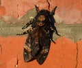 Dead head. The butterfly belonging to family of brazhnik Royalty Free Stock Photo