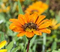 Dead Head Hoverfly Perched on an Treasure Flower