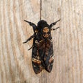 Dead head. The large butterfly belonging to family of brazhnik Royalty Free Stock Photo